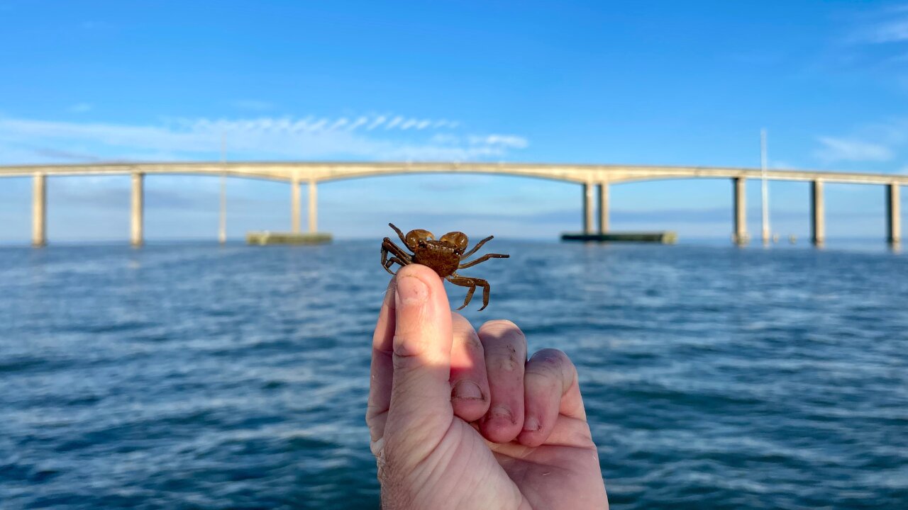 Catching Fish EVERY CAST Around This HUGE Bridge Using Live Crabs & Shrimp! *Catch, Clean, & Cook*