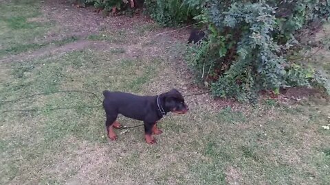 Coats Are Looking Great. Eddie Is Very Muscular At This Age. Faye is A Little Firecracker.