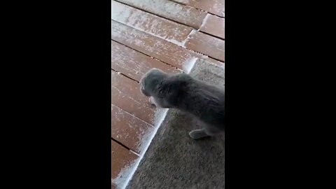 funny videos