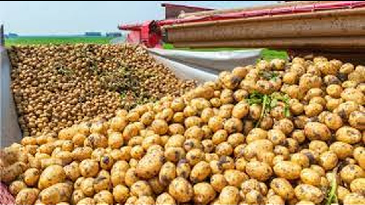 How Harvest Thousand Tons of Potato with Modern Machine - Potato chip,French fries Making in Factory