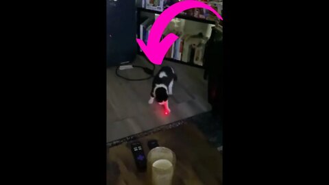 Cat having fun with laser light #shorts