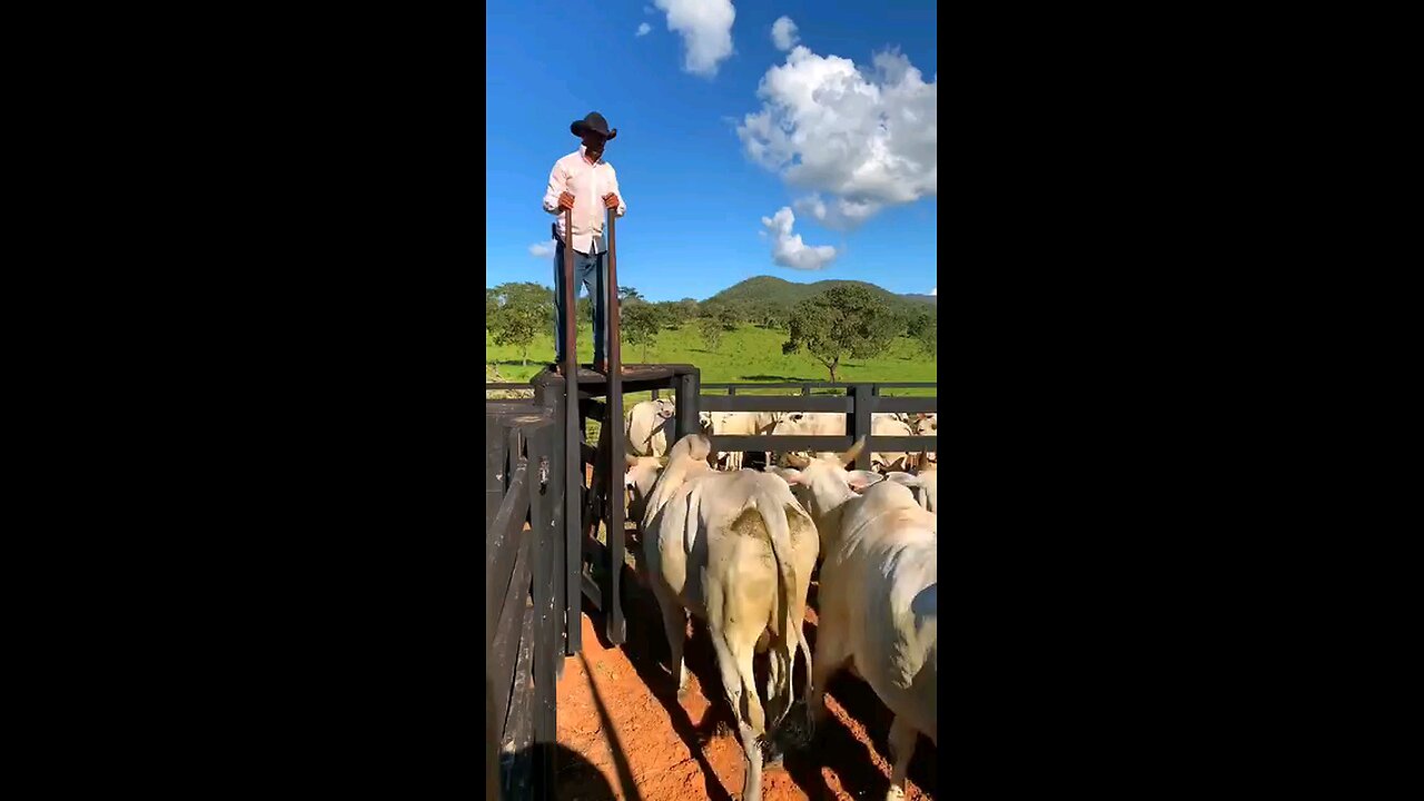 🇧🇷 Maior Fazenda de Gado do Brasil