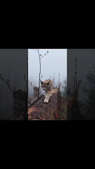 🐈 Wild lynx in the northern Harz mountains, Germany 🇩🇪