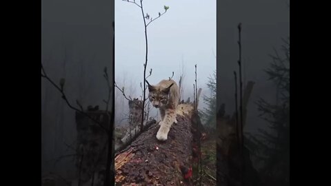 🐈 Wild lynx in the northern Harz mountains, Germany 🇩🇪