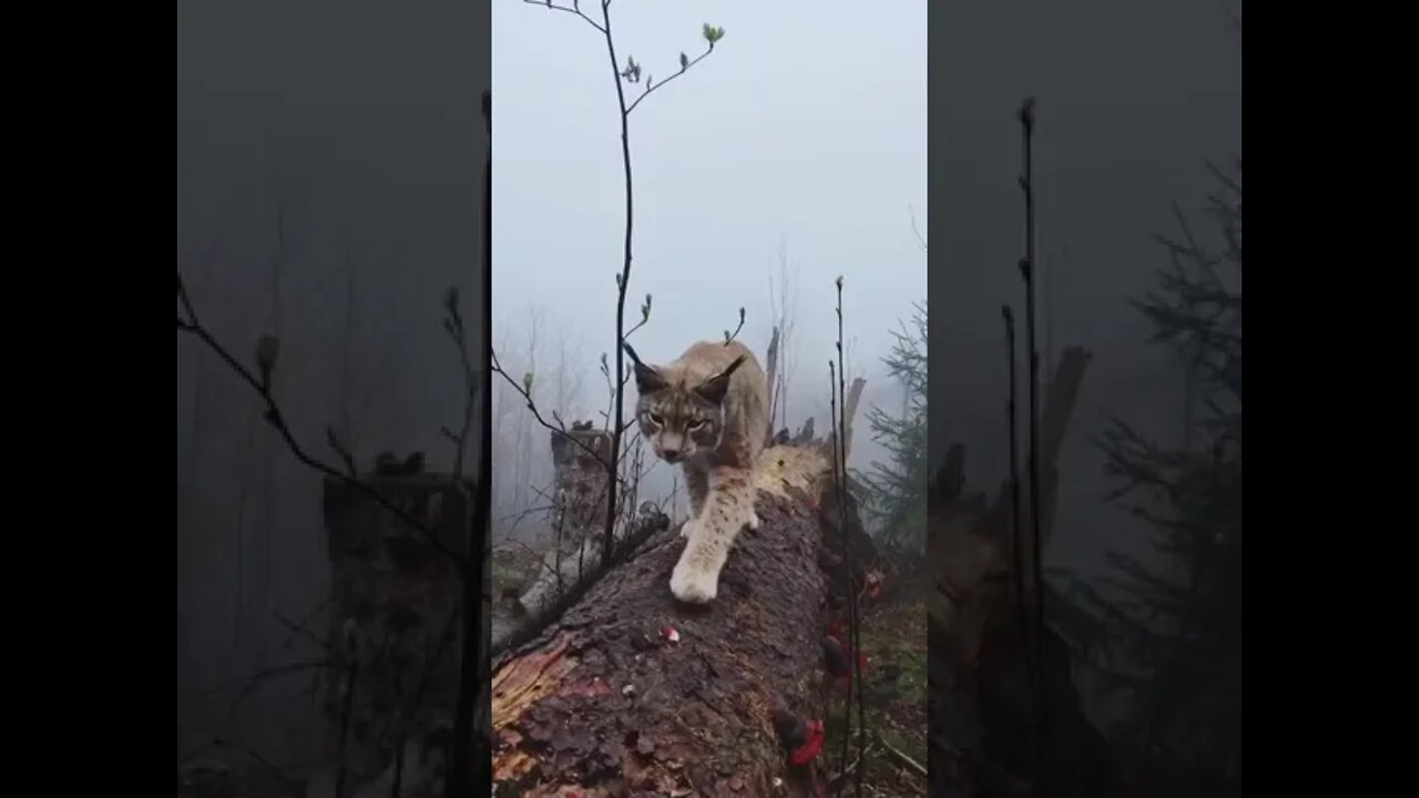 🐈 Wild lynx in the northern Harz mountains, Germany 🇩🇪