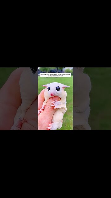 The Girl Adopted a Baby Sugar Glider! 🐾✨ | #sugarglider #pets #shorts