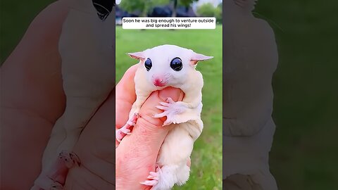 The Girl Adopted a Baby Sugar Glider! 🐾✨ | #sugarglider #pets #shorts