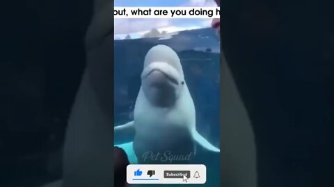 #try not to laugh #shorts