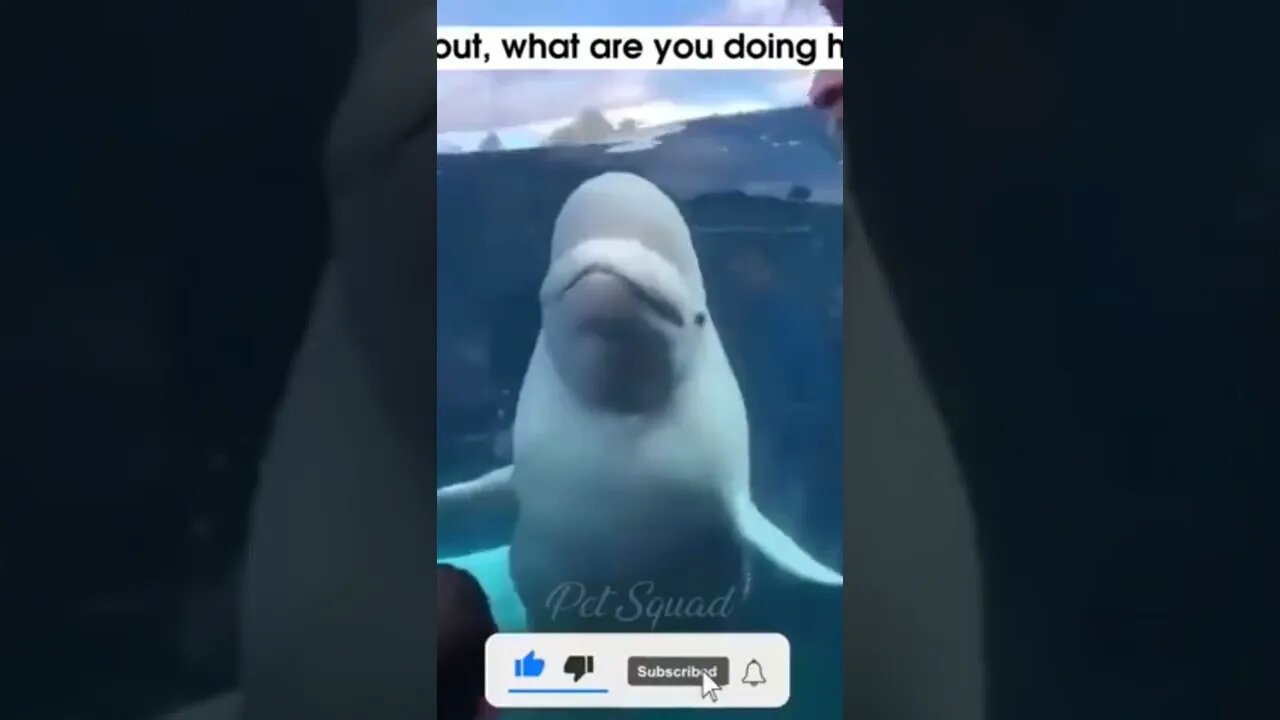 #try not to laugh #shorts