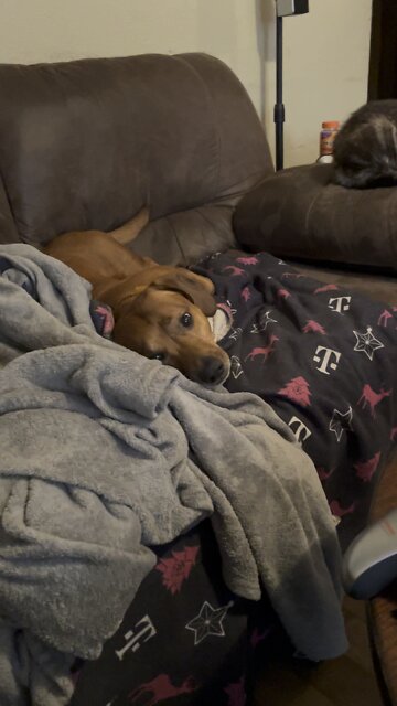 Brown Dog being cute