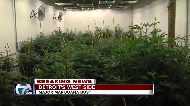 Massive $500,000 marijuana grow operation busted in Detroit