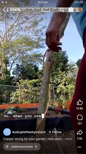 Copper rods in ground : vegetables grow huge