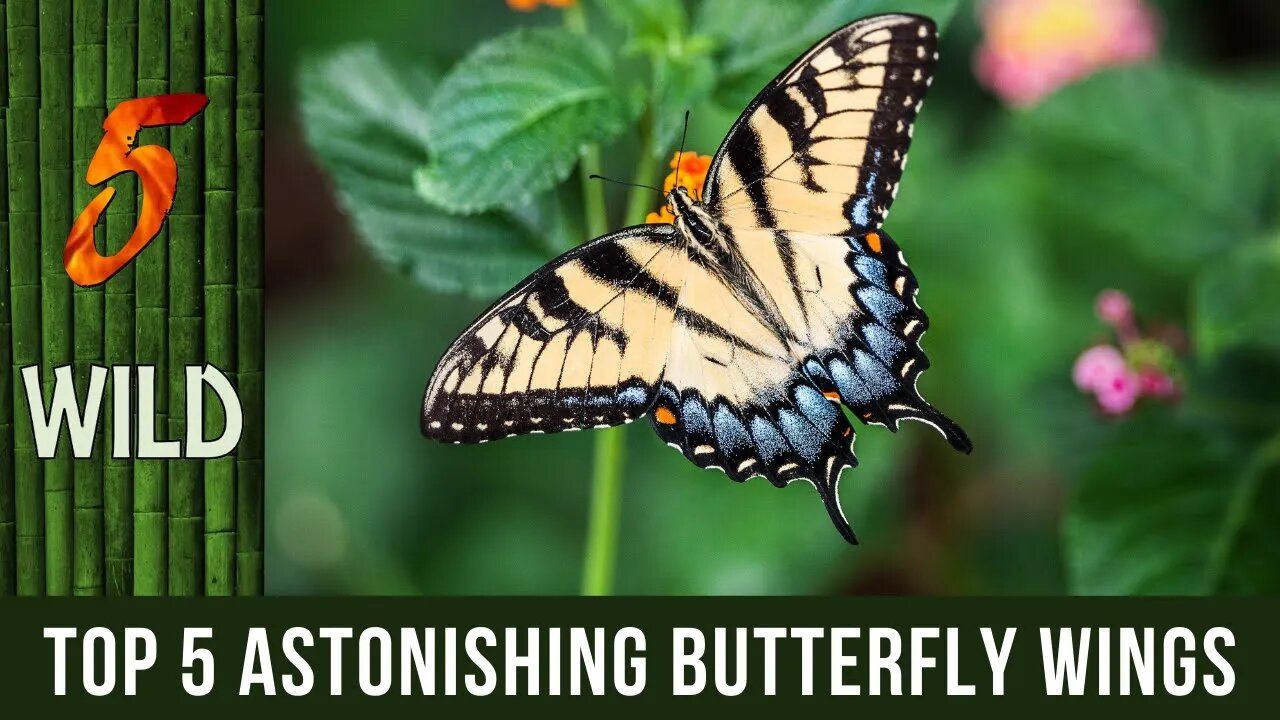 Top 5 Most Grand And Astonishing Butterfly Wings | 5 WILD