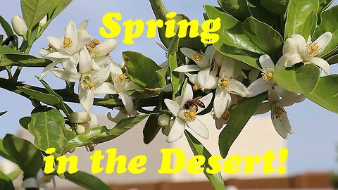 Spring in the Desert (Part 1) | The Desert Farmer Podcast