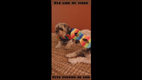 Cutes dogs | Cutest dog in the world | cute dogs clips 2022