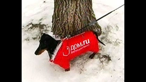 Siberian Dog Billboards