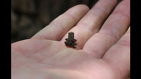 SMALLEST FROG EVER lol