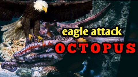 Eagle attacked octopus