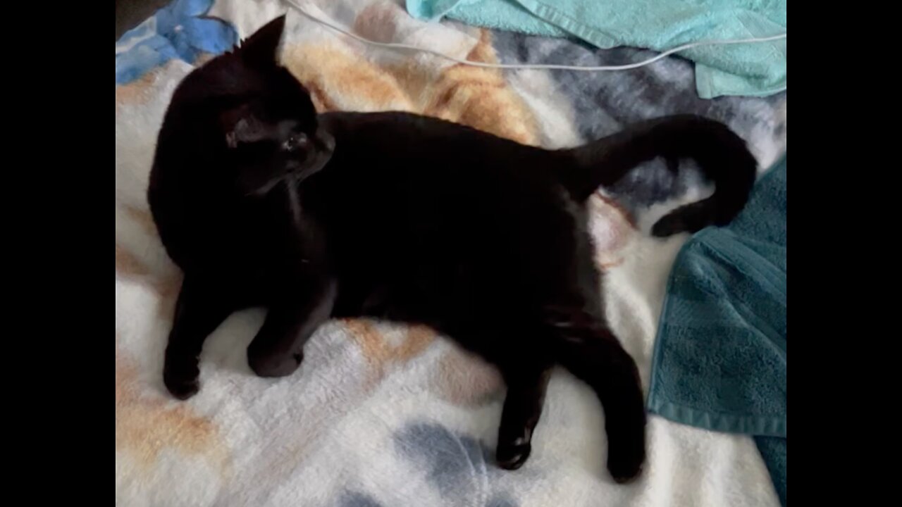 Our Cat, Precious Piper, is Expressive with Her Tail Funny! #shorts