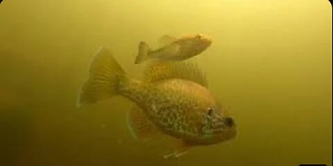 Curious fisherman drops camera to see the fish he can't catch