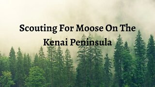 Scouting For Moose On The Kenai Peninsula, Alaska | Wild West Trail