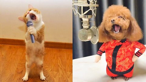 Cute Pets And Funny Animals Compilation