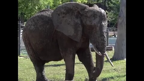 Elephants use mud as a natural sunscreen and bug repellant