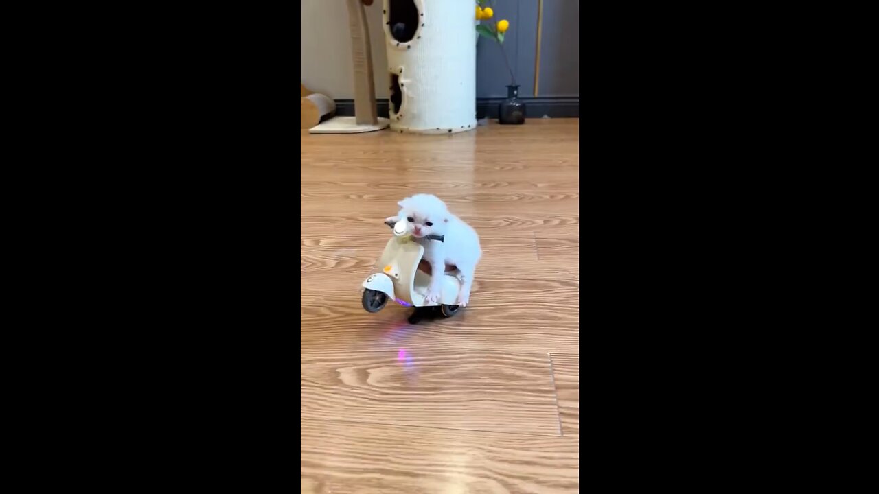 Funny cat taking his first ride in his life