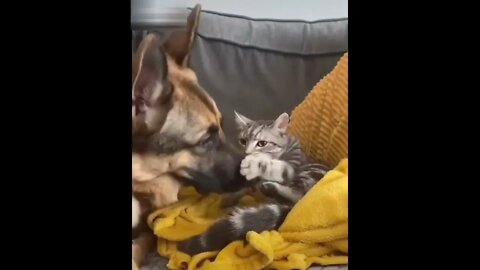 Funny Animals Video-Funny and Cute Cats and dogs Video #22