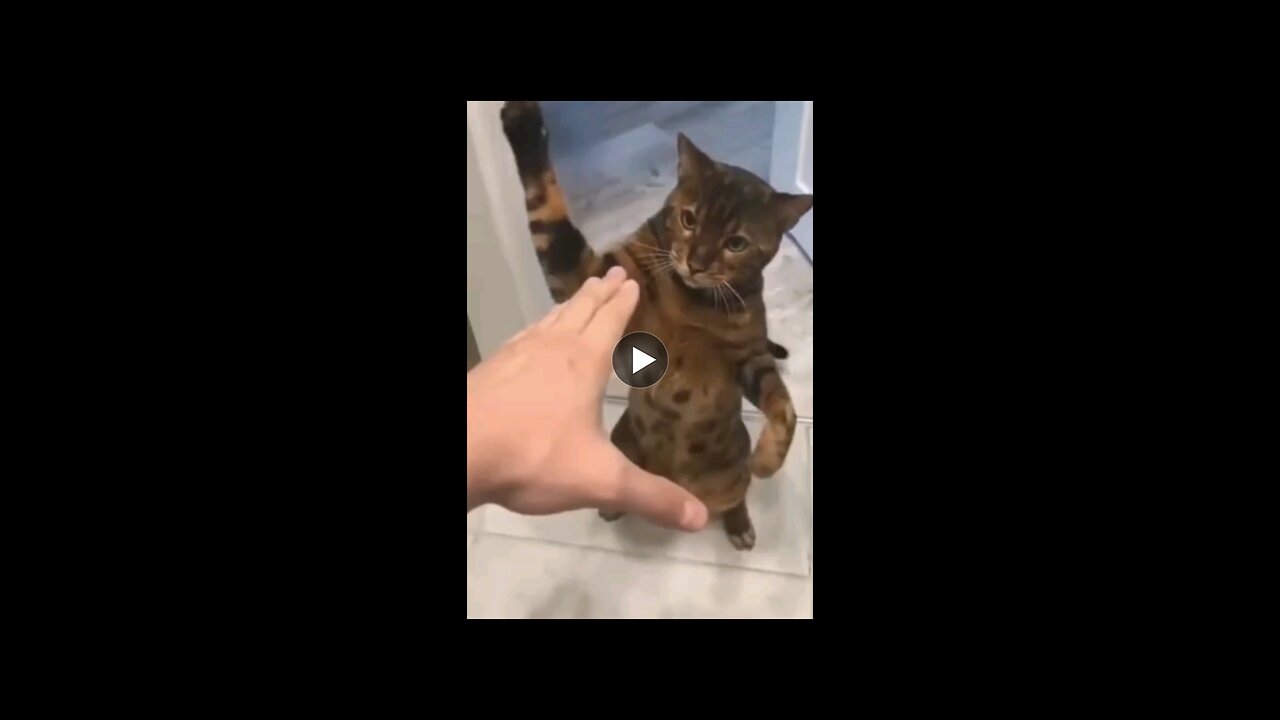 Funny cat video 😂😂|funny dog video 😂😂.