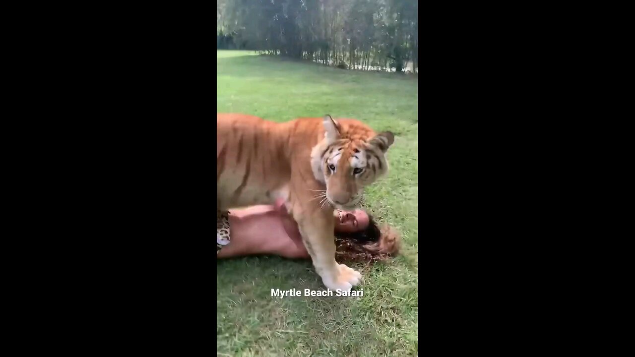 Arula the Golden Tabby tiger 🐅 Attack