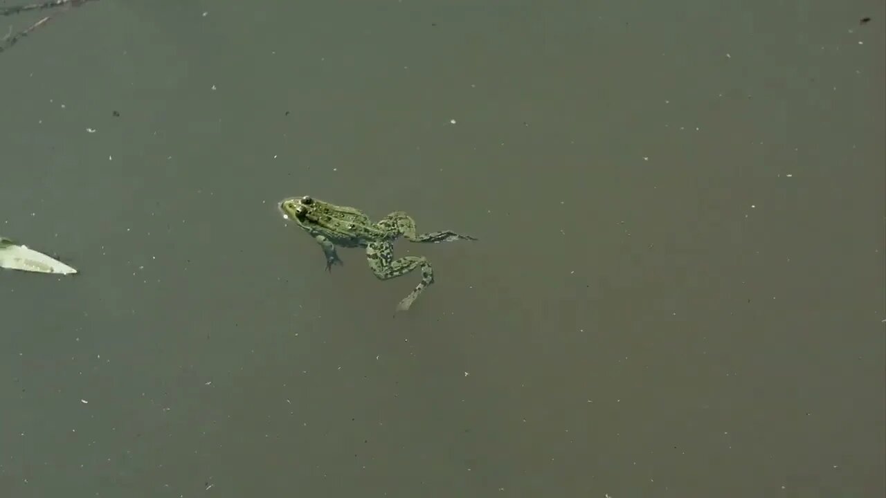 Frog swimming in a pond