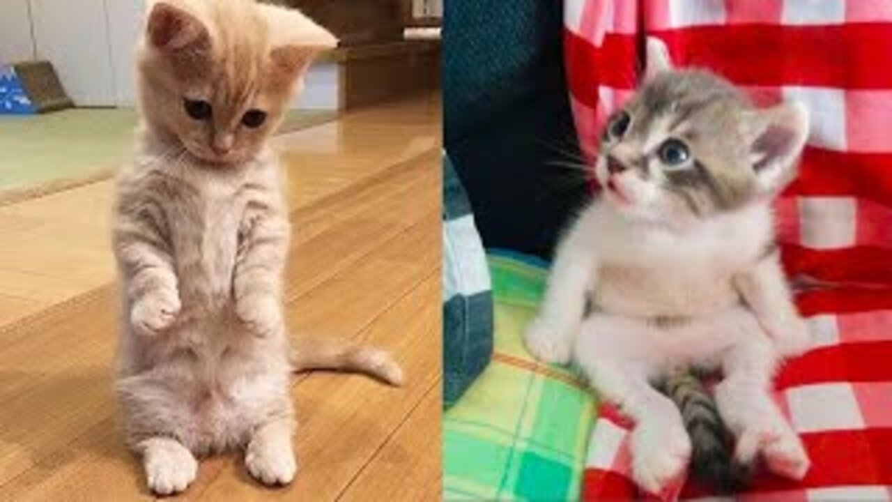 Funniest Animals Videos 2022 Fonny Cats Compilation ! Fonny Videos 😺😺😺🐈🐈