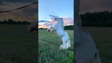 🐴🐴🔻 Tag someone that needs to see this ! #SHORTS