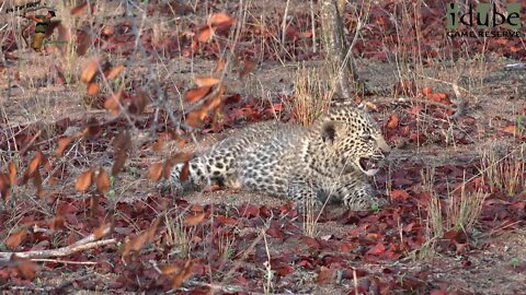 Leopard Family, Part 10