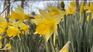 Spring Walk in Kentucky