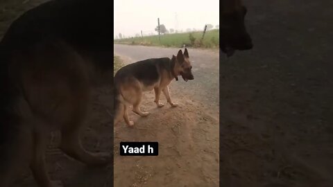 yaad h #rudrakrishna #ytshorts #shorts #dog #animals #viral #trending @RudraKhatanaGurjjar