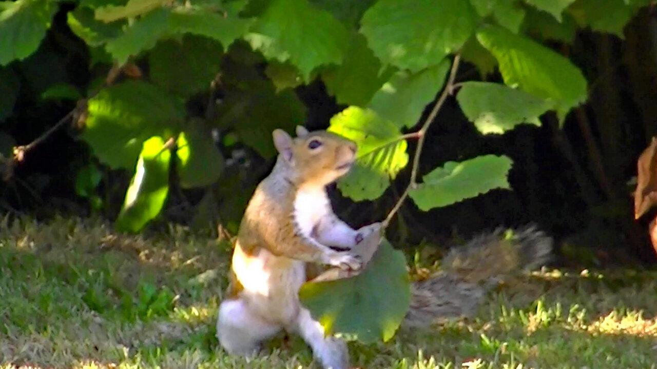 IECV NV #701 - 👀 Two Grey Squirrels In The Back Yard 🐿️🐿️7-23-2018