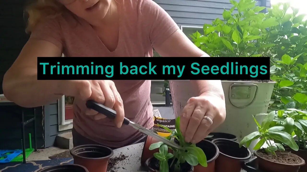 Tommy's gone missing ! And time to trim my seedlings and start our fall garden