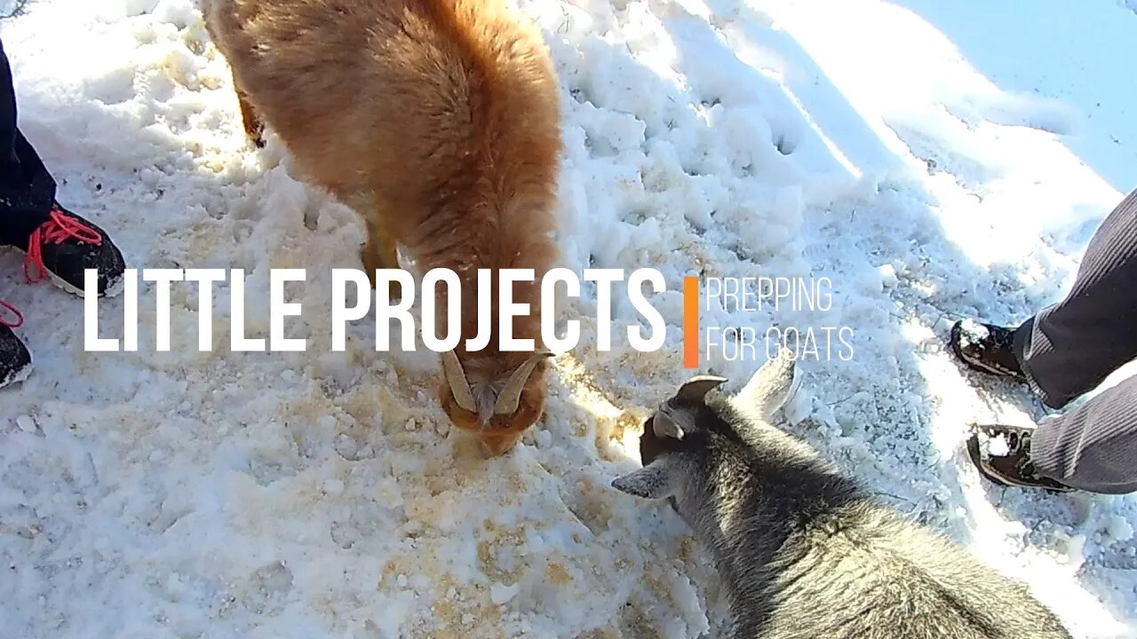 Little Projects ~ Prepping for Goats