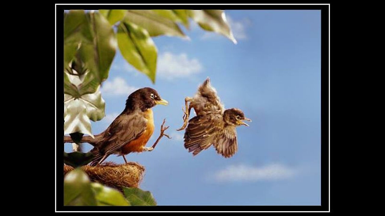 First Flight - a Baby Bird's Story!