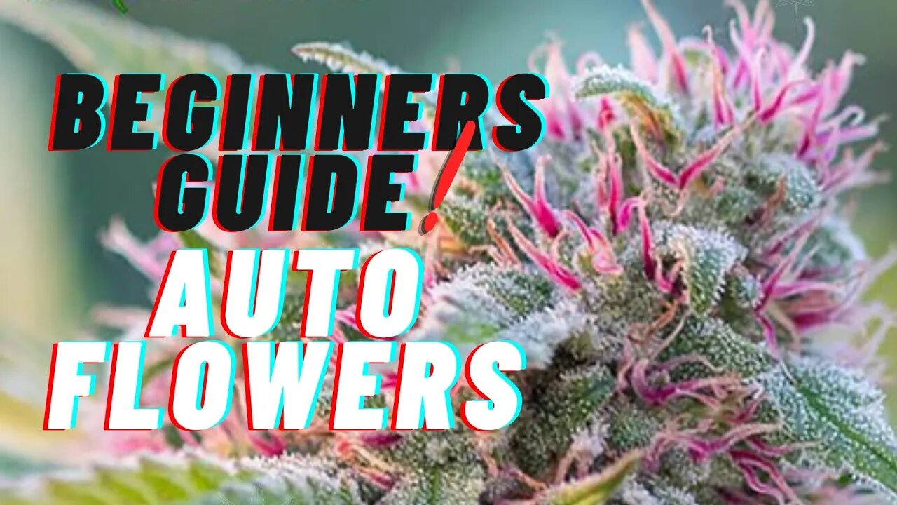 Beginners Guide to Autoflowers | Autoflowers 101