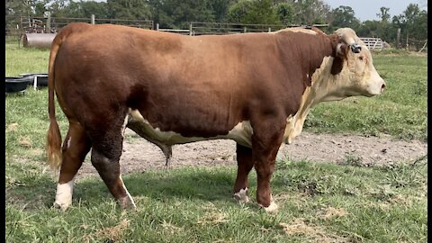 Registered Hereford Bull “MASON 726G”