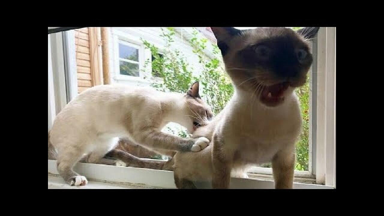 Best Funny Animal Videos Of The 2022 🤣 - Funniest Cats And Dogs Videos 😺😍