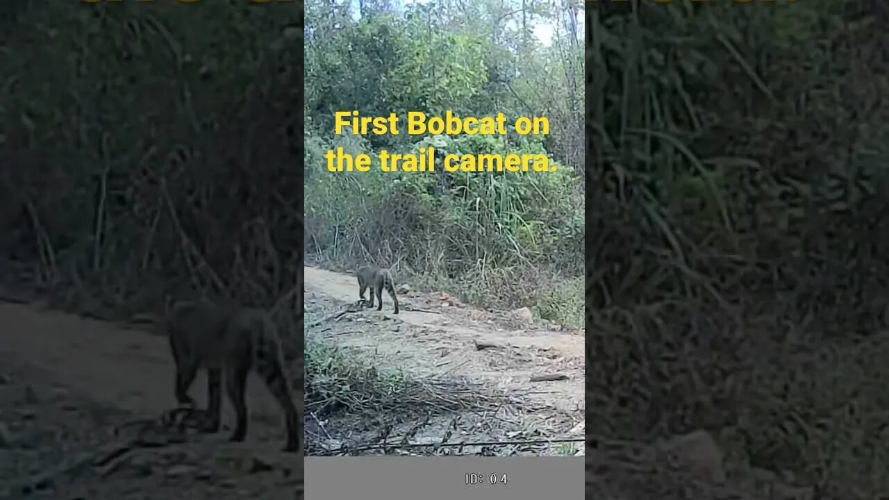 Caught this BOBCAT on my trail camera mid morning the other day!