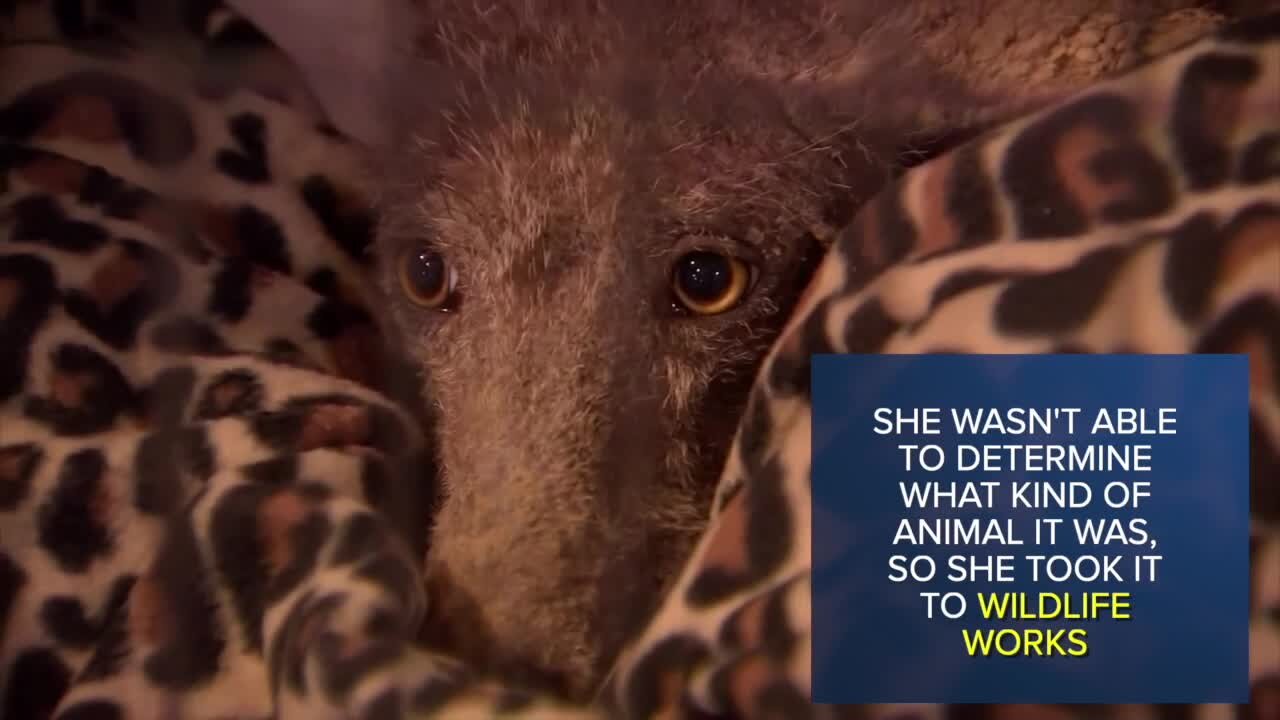 Check This Out: Pennsylvania woman rescues animal in need, wasn't able to determine its species