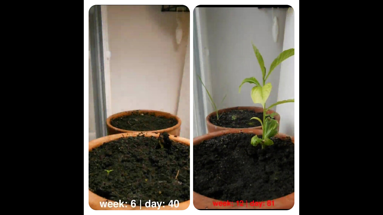 Plant grow in 80 days