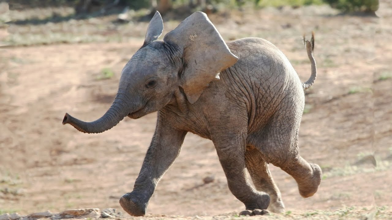 Most Funny and Cute Baby Elephant