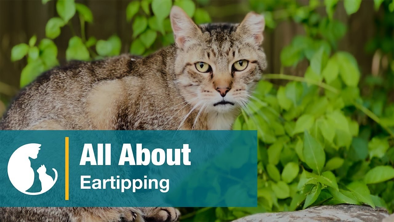 All About Eartipping - Alley Cat Allies