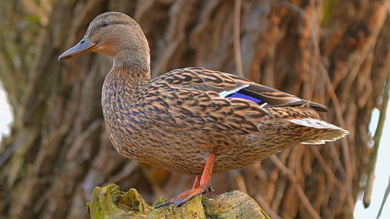 Again?, Female Mallard Duck Hen Quacking in a Tree, Year 2